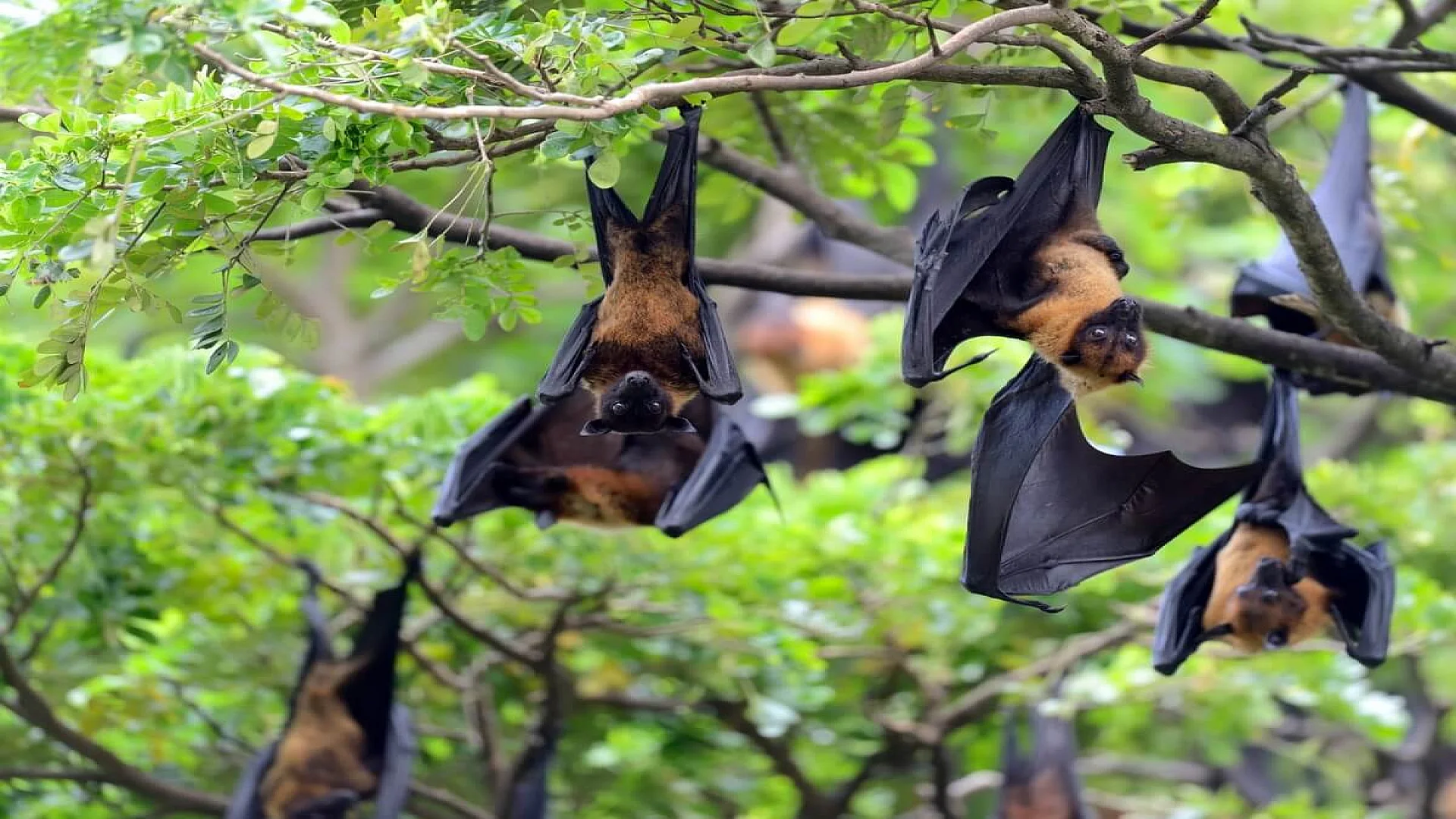 Black Bat