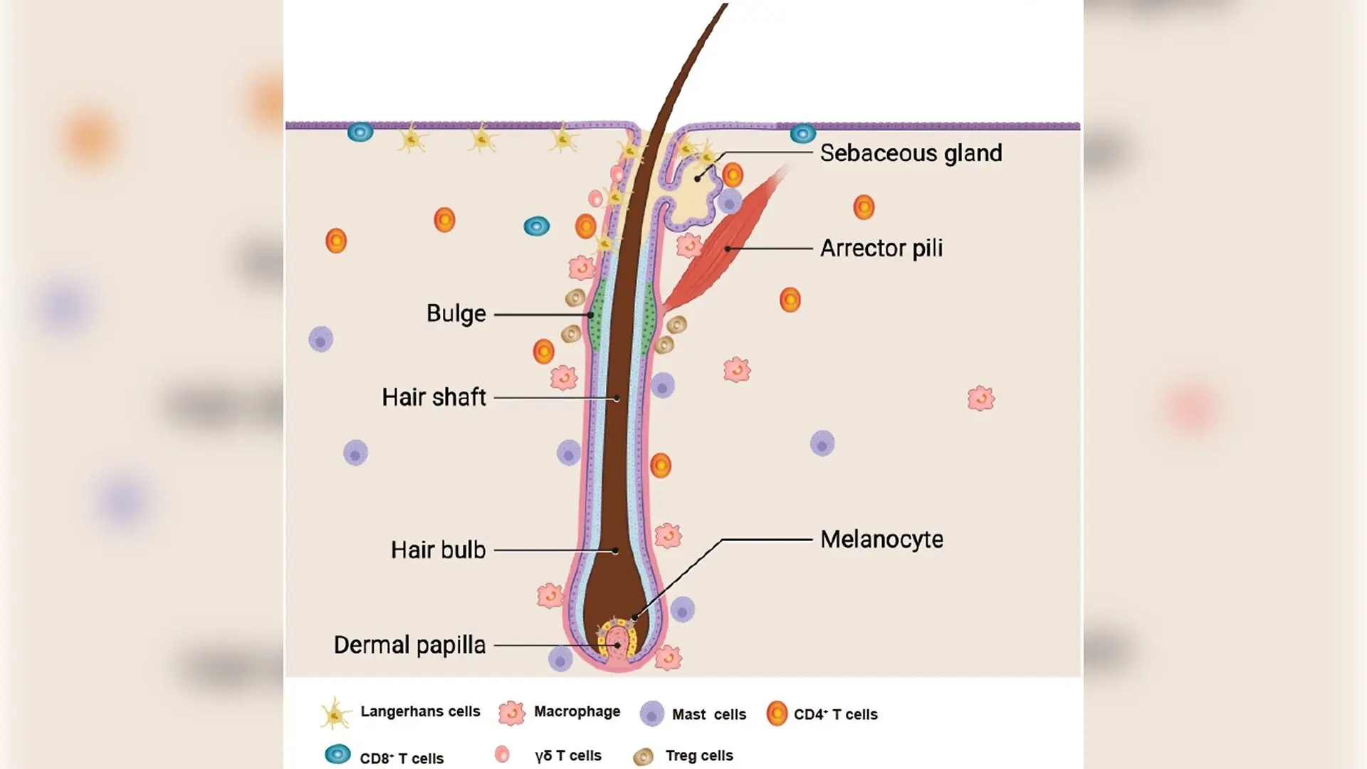Immune Cells Control Hair Growth Cycles and Trigger Hair Loss