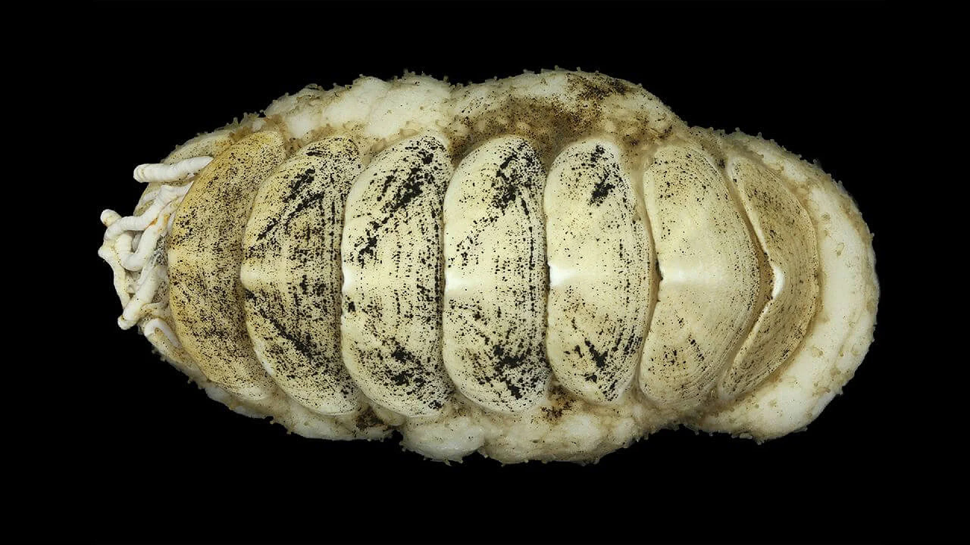 Ferreiraella populi