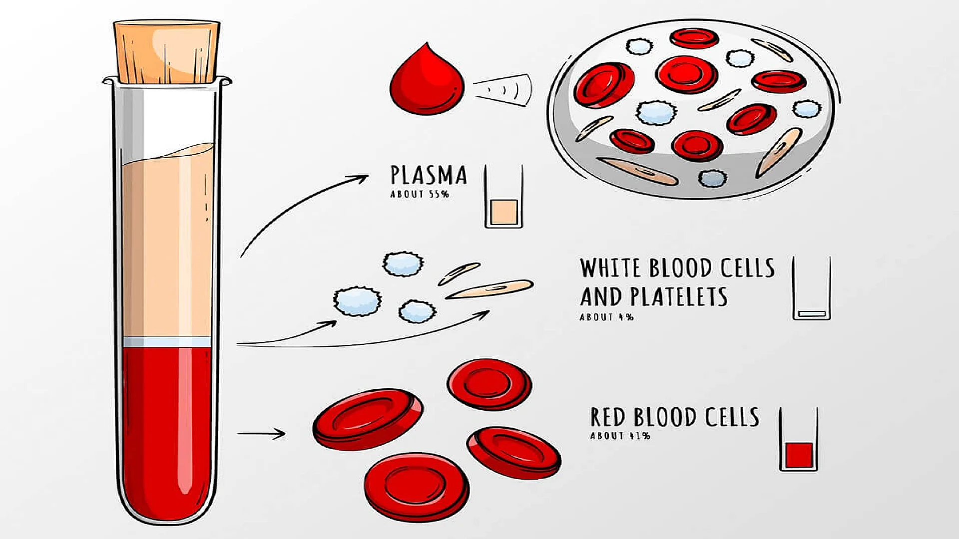 Blood infographic in hand drawn.