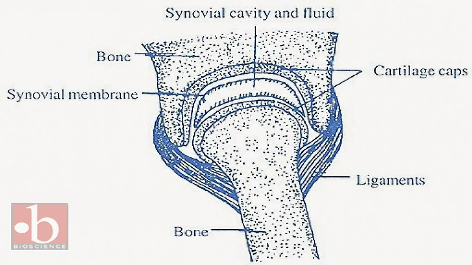 Synovial Joint