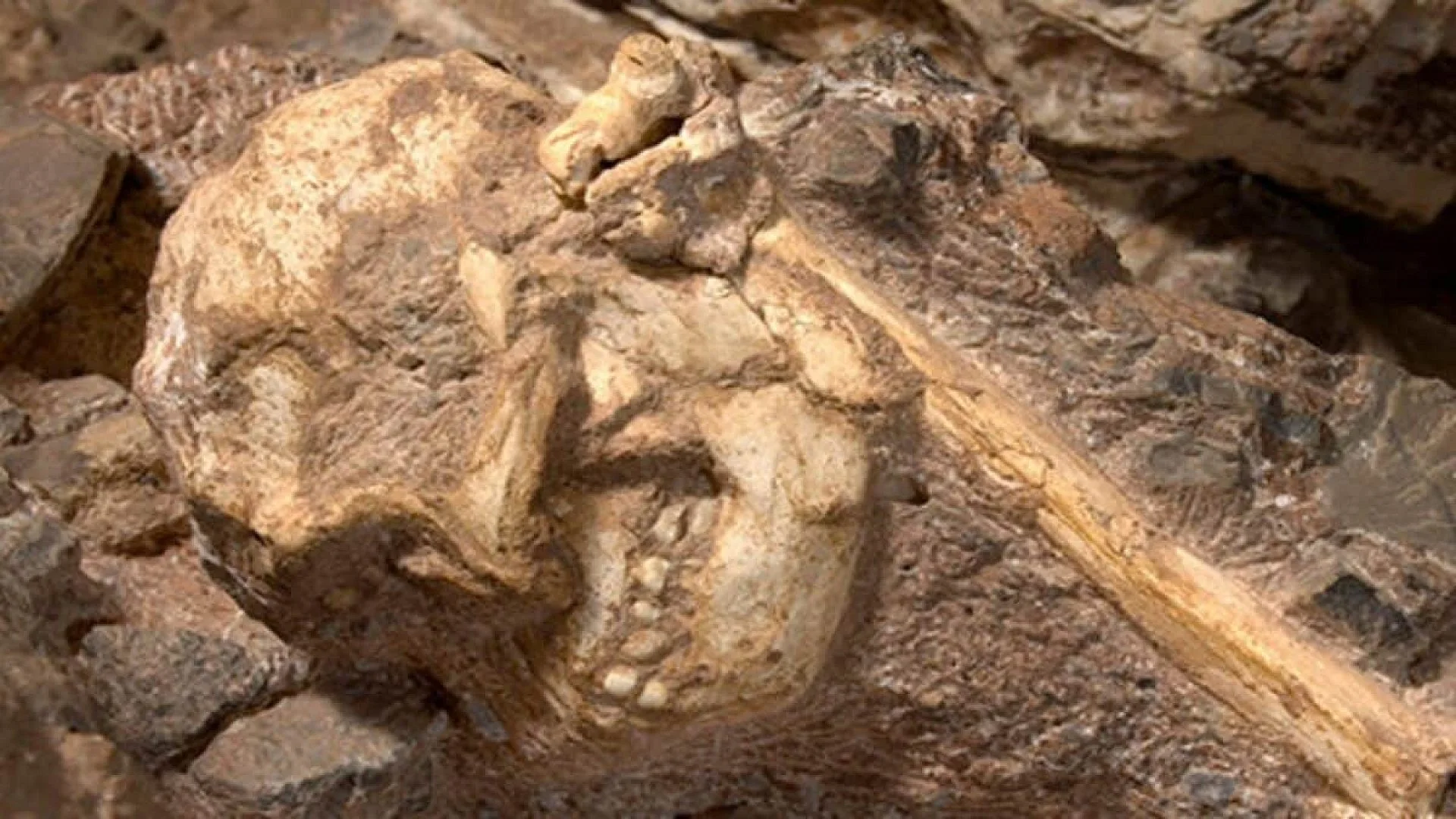 Scientists Found A One Meter Rock In South Africa Inside Was Near Complete Human Ancestor Skeleton Scaled