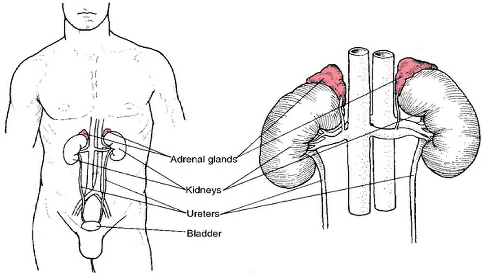 Adrenal glands.