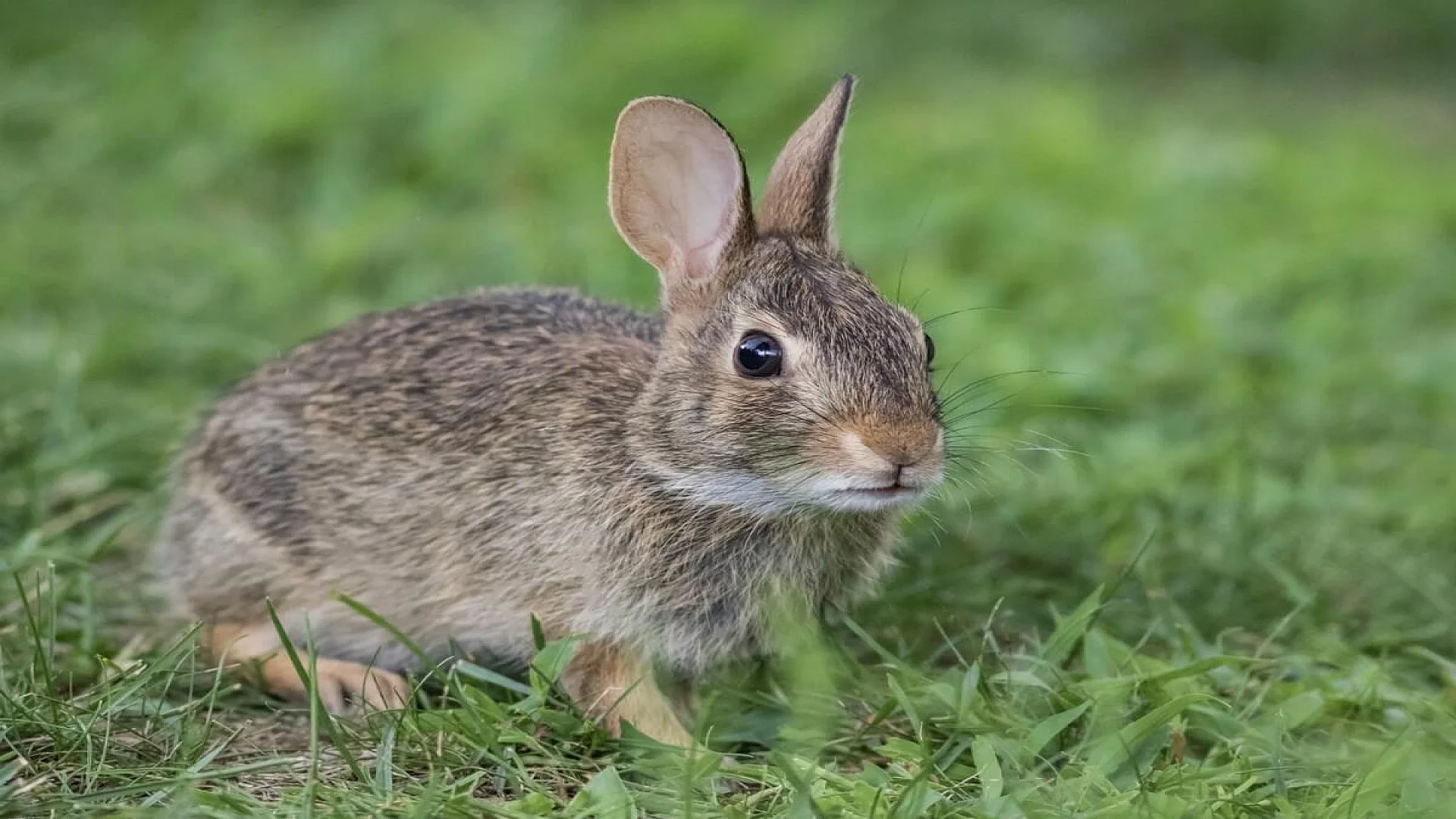 Adorable young eastern cottontail rabbit closeup in green grass.