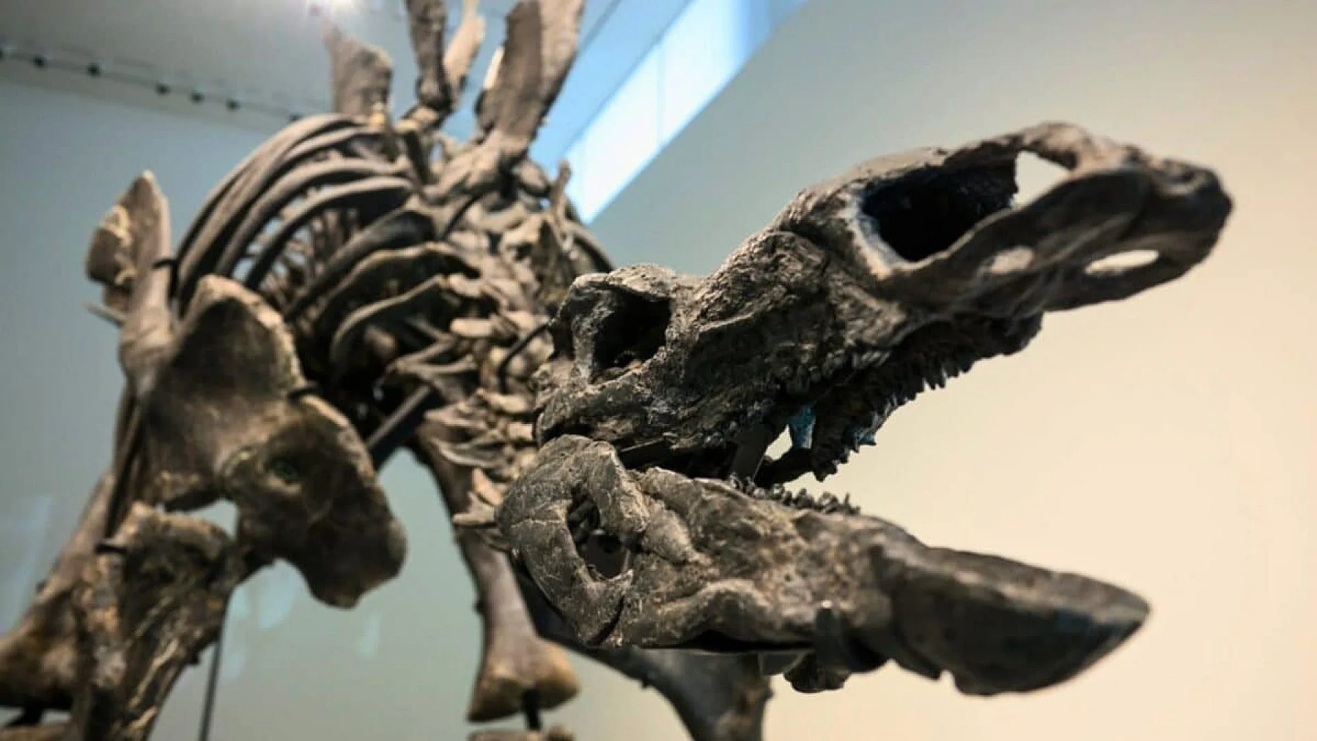 A 150 Million Year Old Skull Gives Europe Its Clearest Look At A Stegosaur Scaled