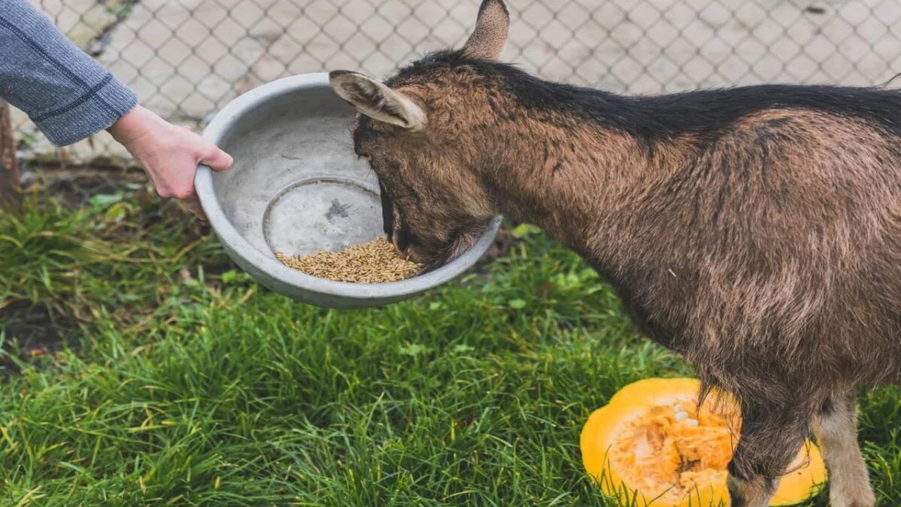 Hand holding bowl for goat.