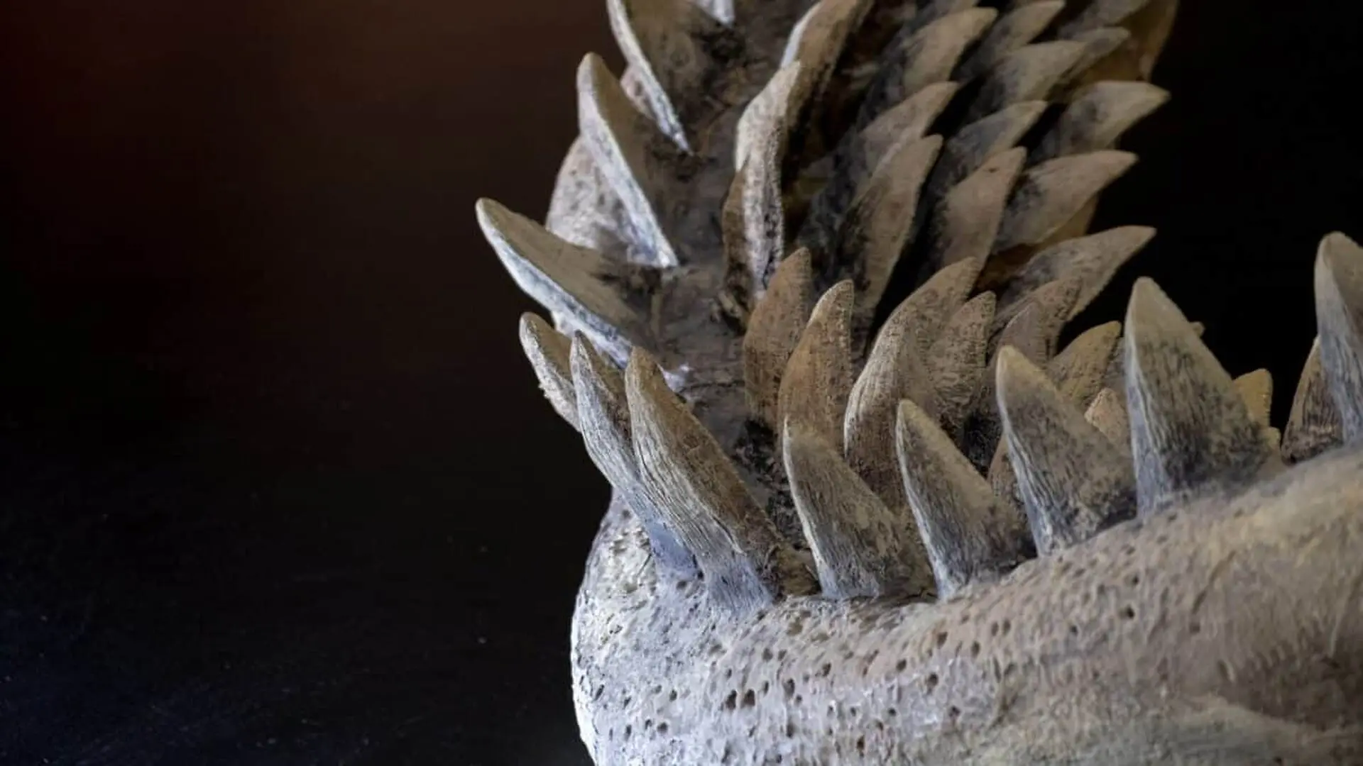 Scientists Found Megalodon Fossils Lost For Decades On A Museum Shelf They Point To A 79 Foot Giant Scaled