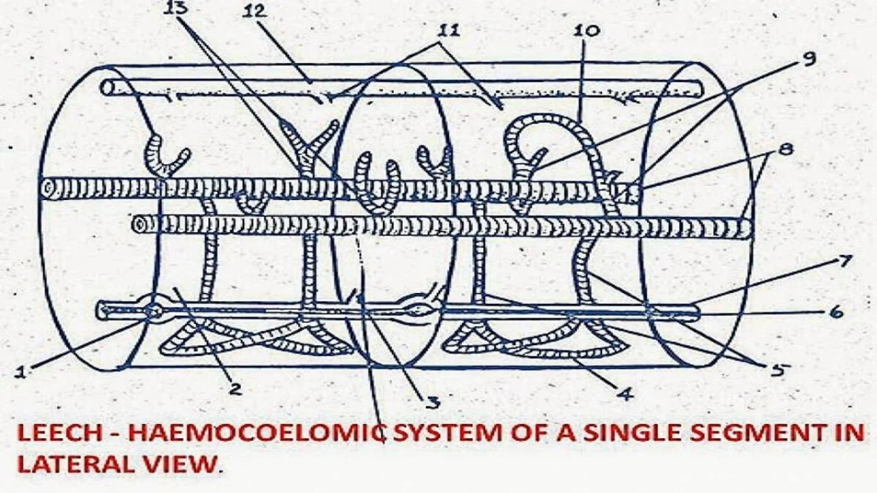 Leech: Haemocoelomic system of a single segment in lateral view.