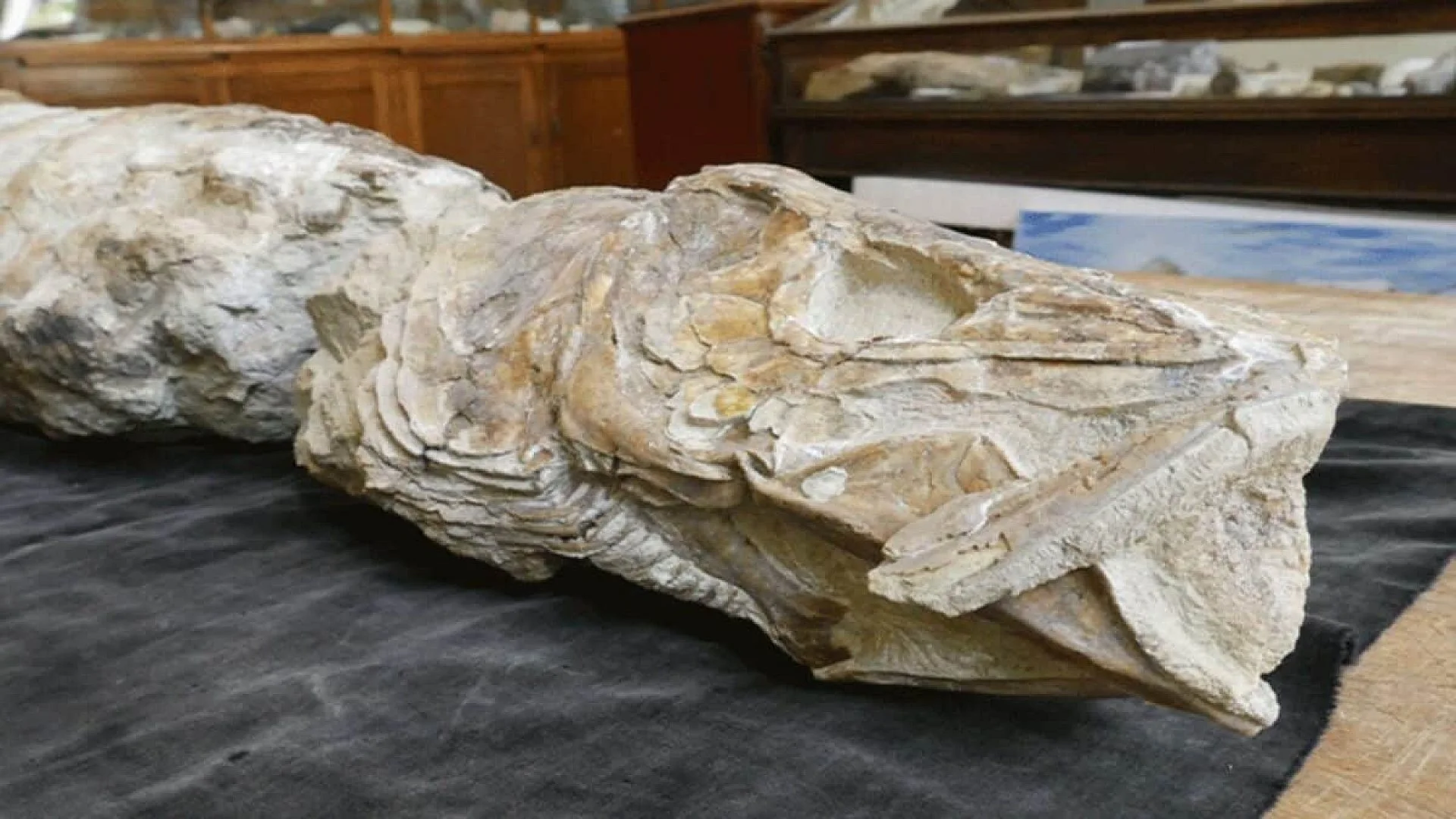 A Forgotten Notebook Helped Scientists Finally Identify A 55 Million Year Old Fossil Unlike Any Previously Found In New Zealand Scaled