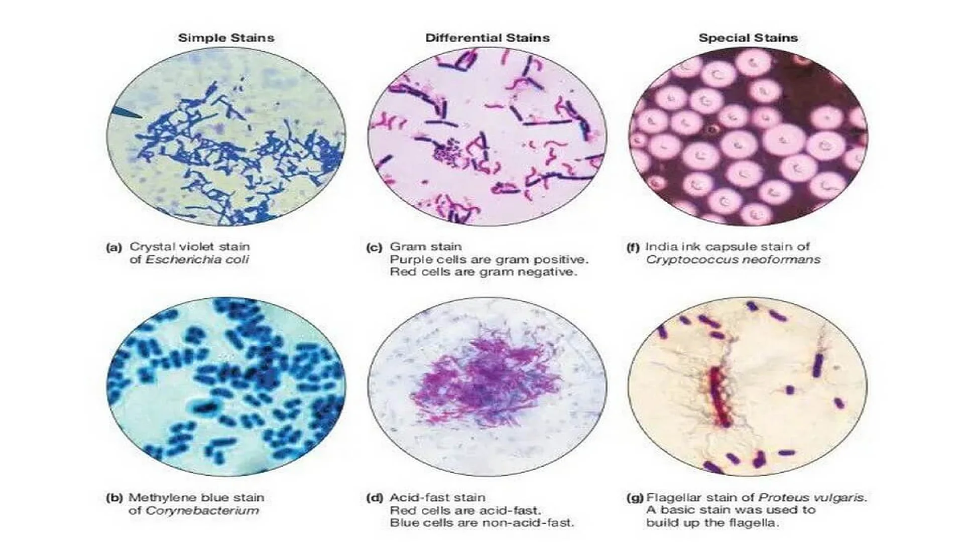 Types of Staining Techniques Used in Microbiology Written by Acharya Tankeshwarin Staining Techniques Last Updated October 4, 2022 Structural details of organisms cannot be seen under a light microscope due to a lack of contrast. Hence, we use dyes to stain cells. Dyes bind with cellular constituents producing color contrast and increasing their visibility. Positively charged (cationic) dyes such as methylene blue, crystal violet, safranin, etc bind with negatively charged cellular constituents such as nucleic acids and acidic polysaccharides and the cell surface of bacteria.  Based on the types and number of dyes used, staining can be categorized into different types.