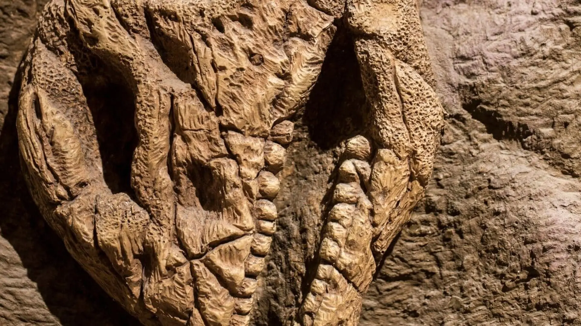 Scientists Just Unearthed Chinas New Giant Dinosaur And Its Body Was Built Like Nothing Else In Its Family Scaled