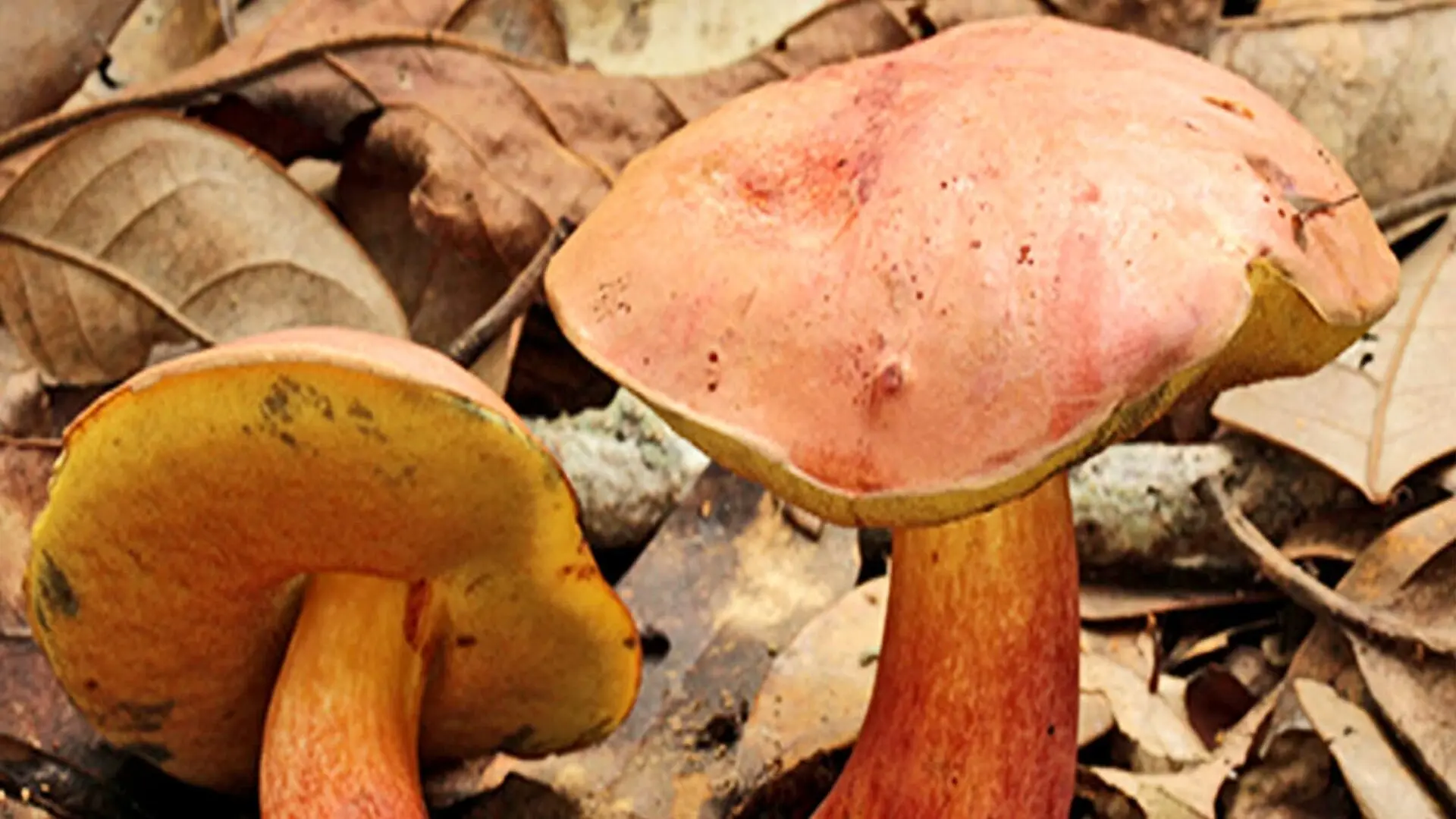Two Lanmaoa asiatica mushrooms growing on a forest floor.