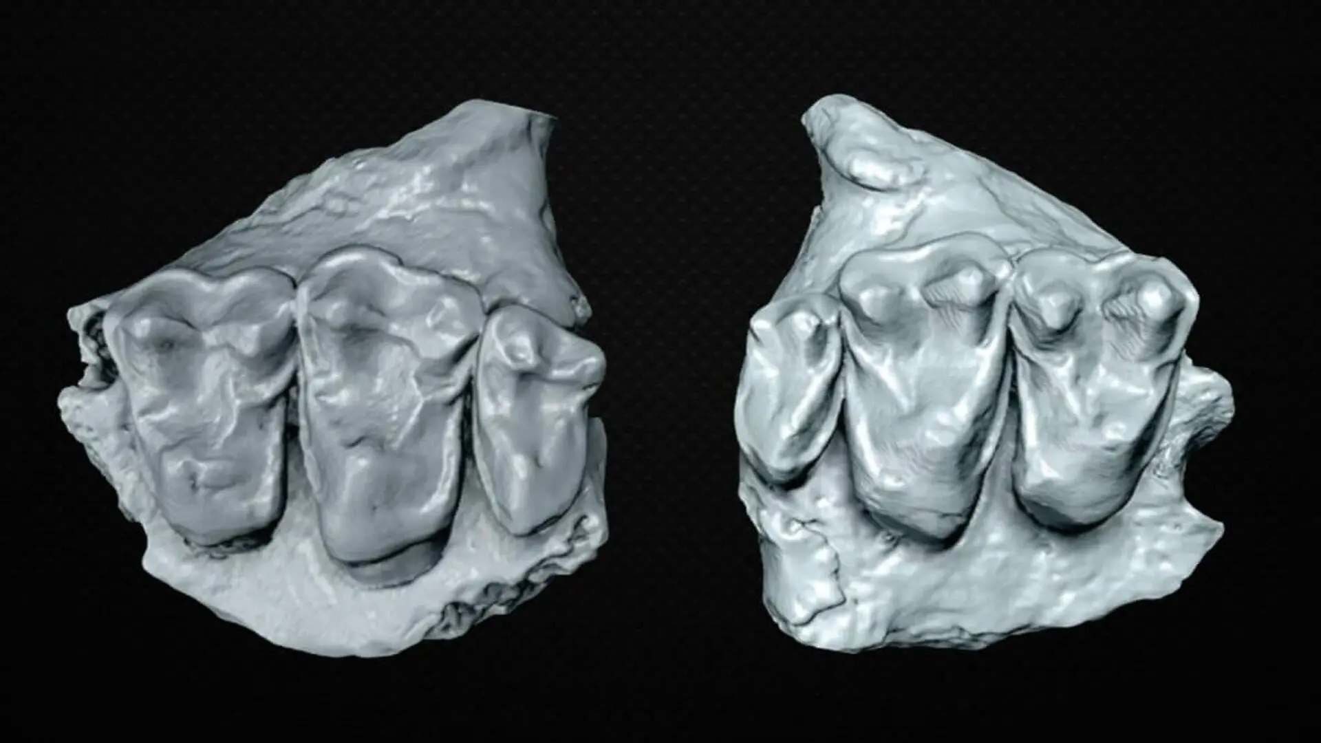 Ancient Fossil Unearthed In Wyoming Challenges A Long Held Evolution Theory Scaled