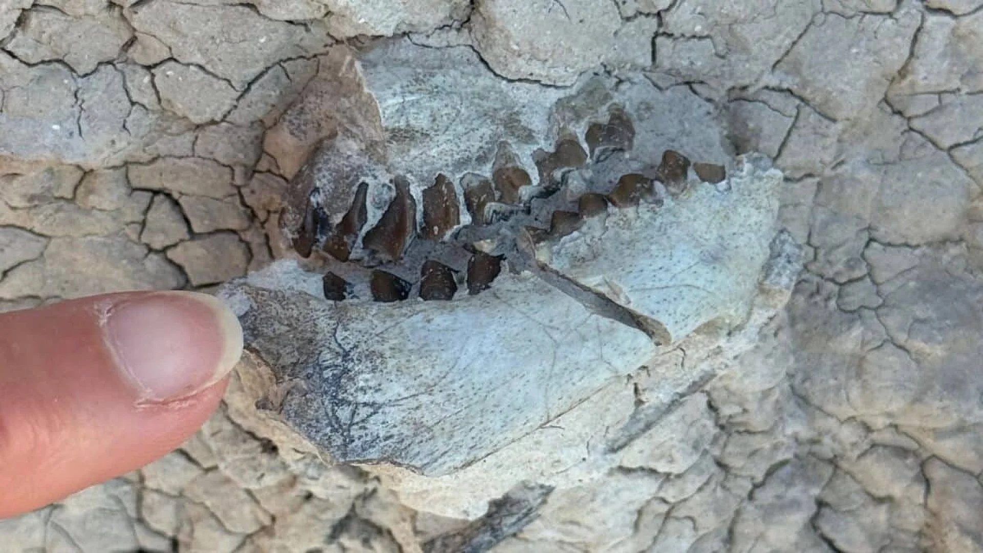 A Hiker Found Key Sized Fossil Teeth In South Dakota Revealing A Creature That Hasnt Been Seen In 16.3 Million Years Scaled
