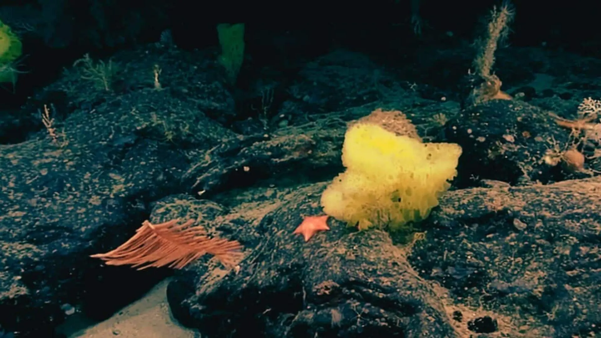 Spongebob And Patrick Appear In The Oceans Abyss As Scientists Uncover A Bizarre Deep Sea Scene Scaled