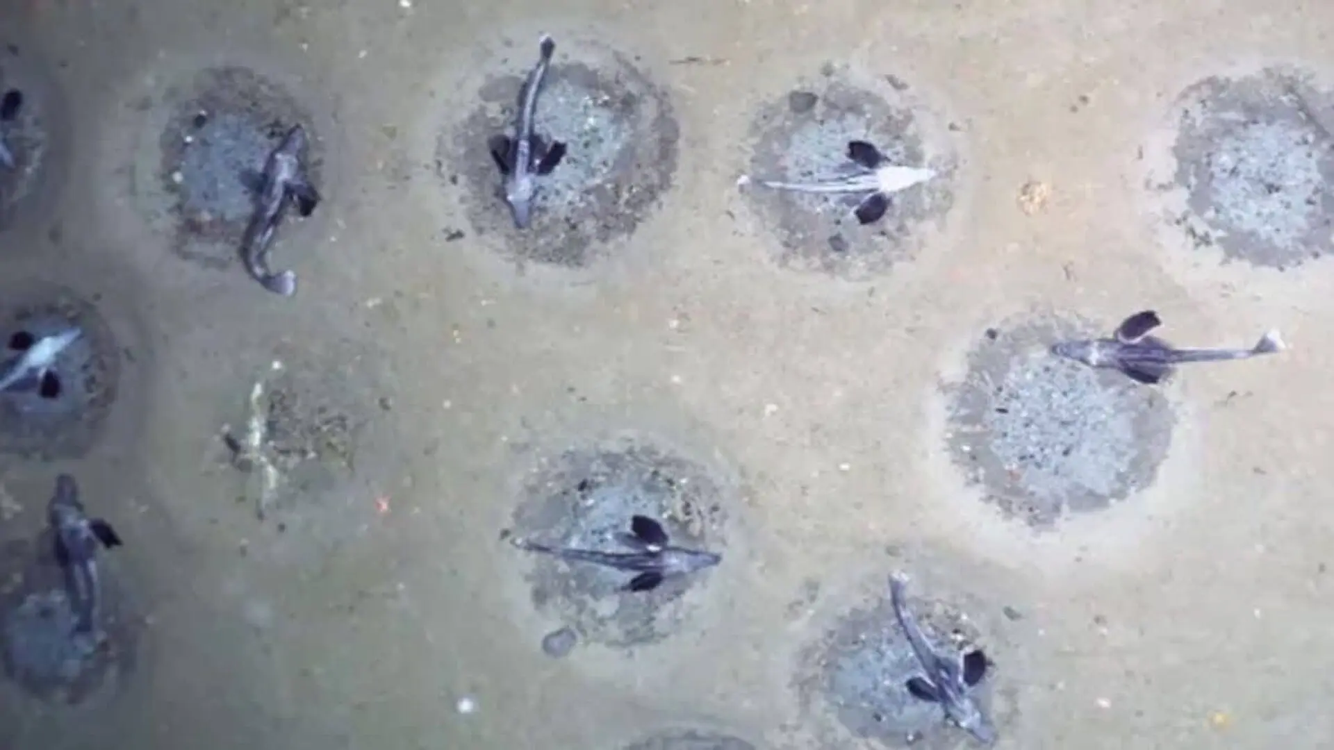 Scientists Sent A Camera Beneath Antarcticas Frozen Waters And Found 60 Million Fish Nests In A Hidden Ocean Colony Scaled
