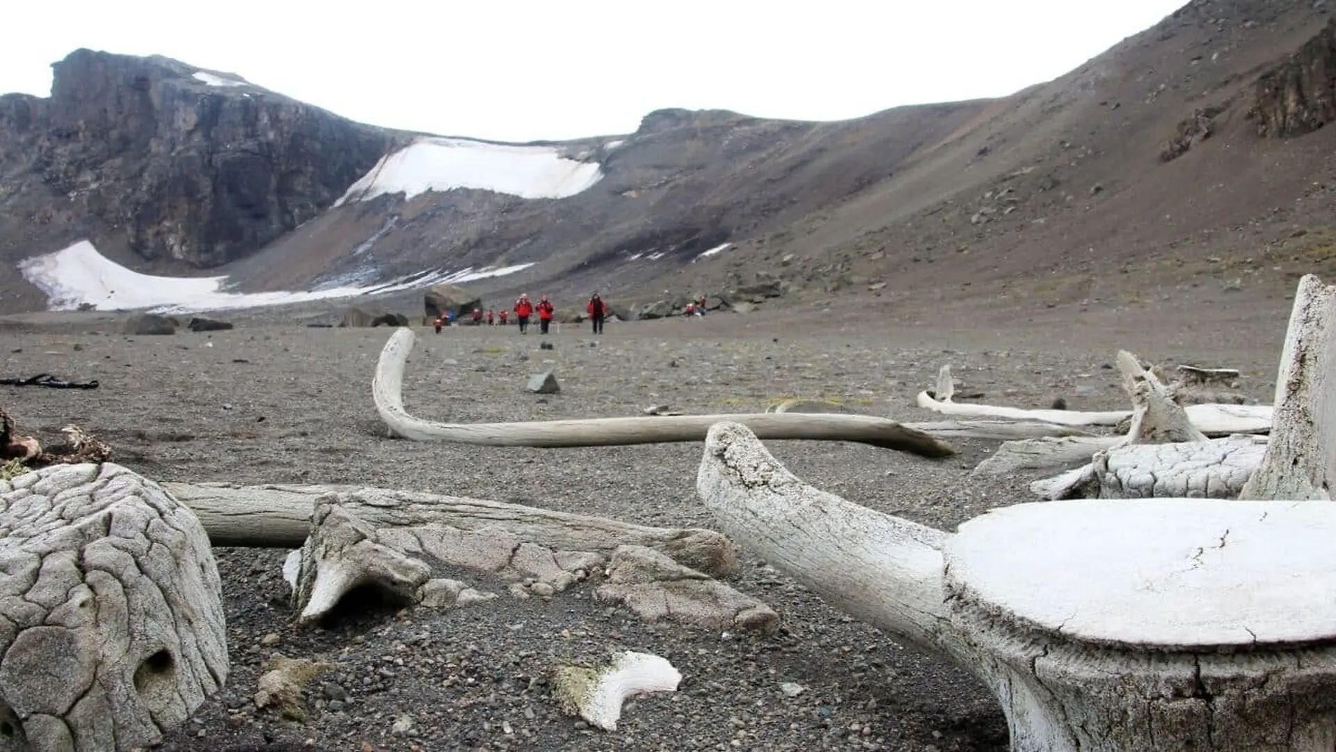 Scientists Found A Dinosaur Fossil In Antarctica That Had Been Hidden In Storage For 40 Years Scaled