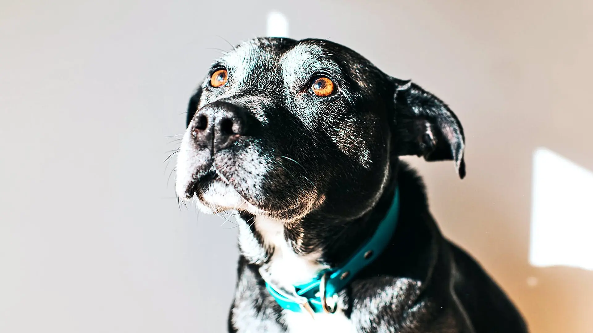 A dog with black and white fur, orange-brown eyes, and a blue collar looks up and into the distance.