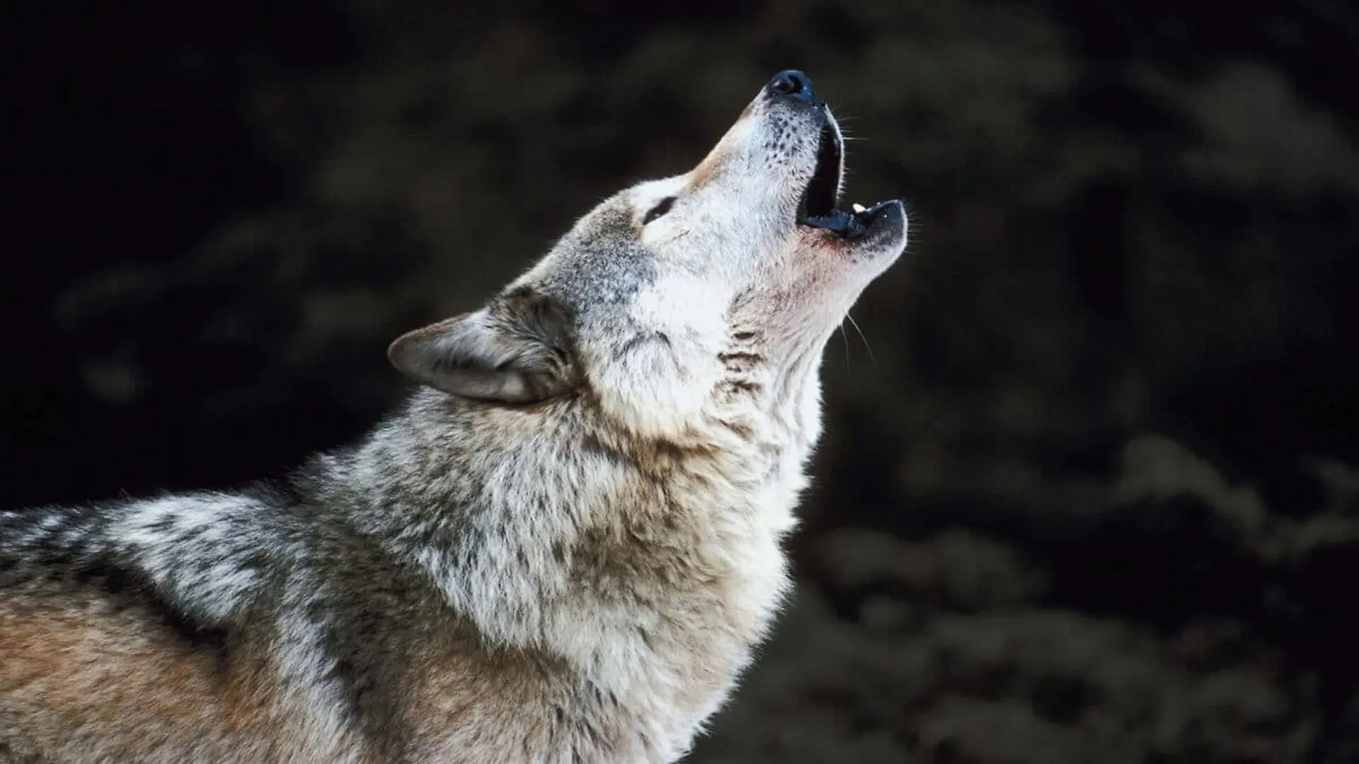 Howling Timber Wolf Scaled