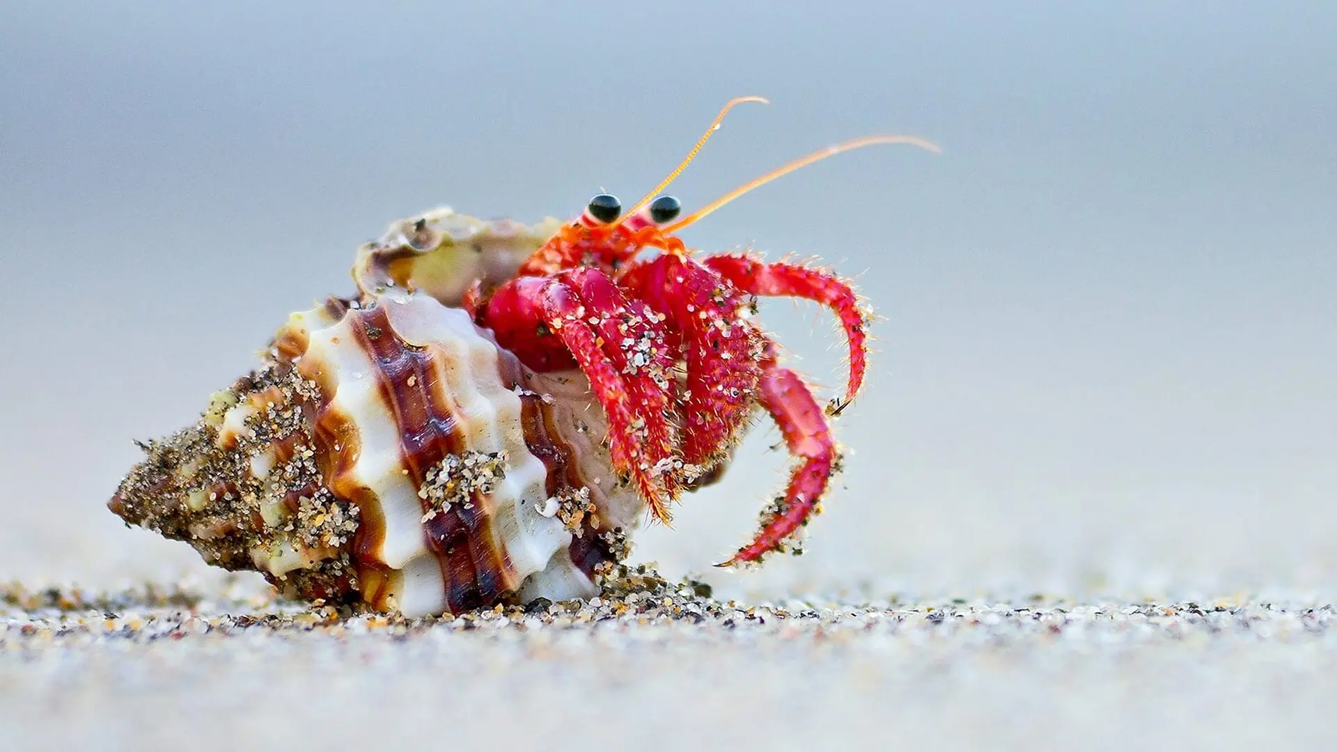 A hermit crab in a shell walks across a sandy beach.