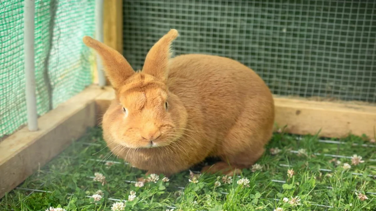 Free photo orange domestic rabbit in a cage with green grass.