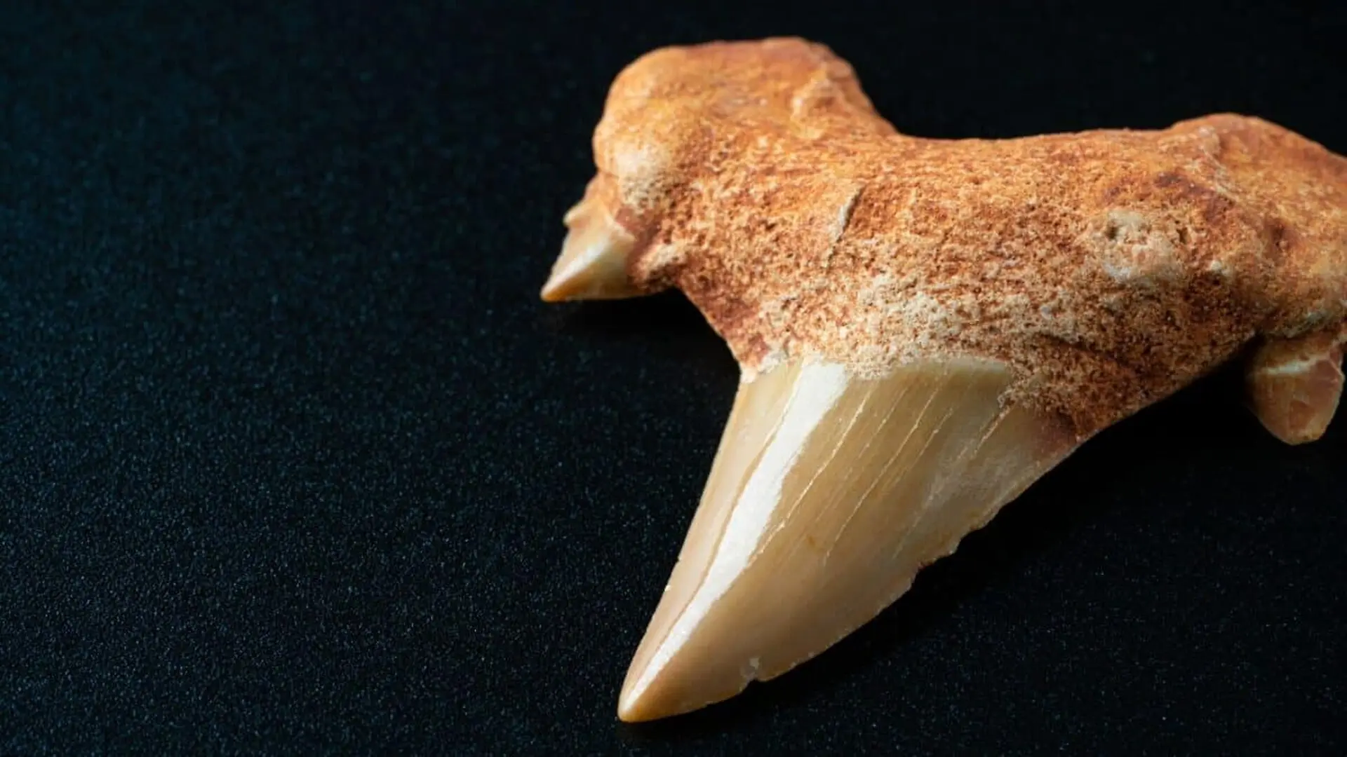 Scientists Studied 200 Fossil Teeth And Finally Revealed What Happened To Mammals During The First 10 Million Years After The Dinosaur Extinction Scaled