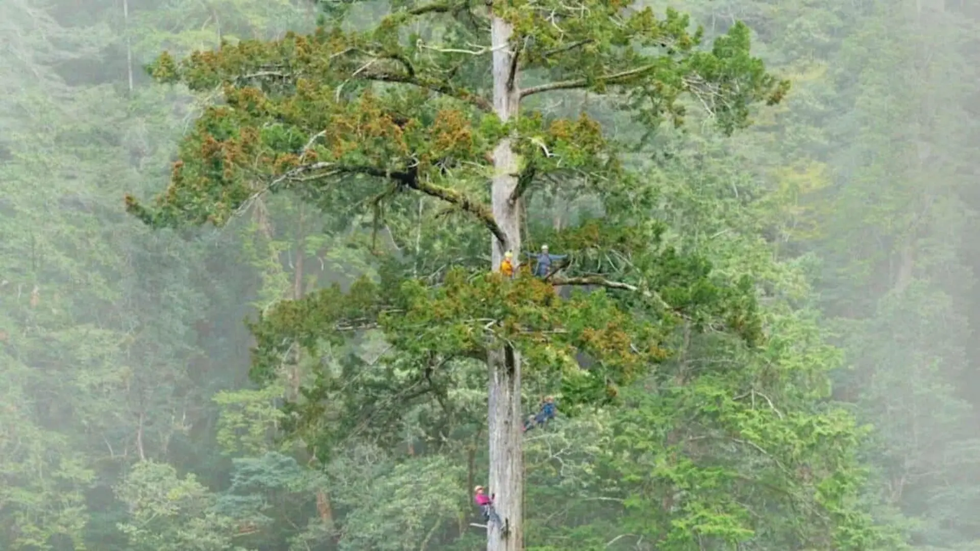 The Tallest Tree In East Asia Was Nearly Impossible To Find Scaled