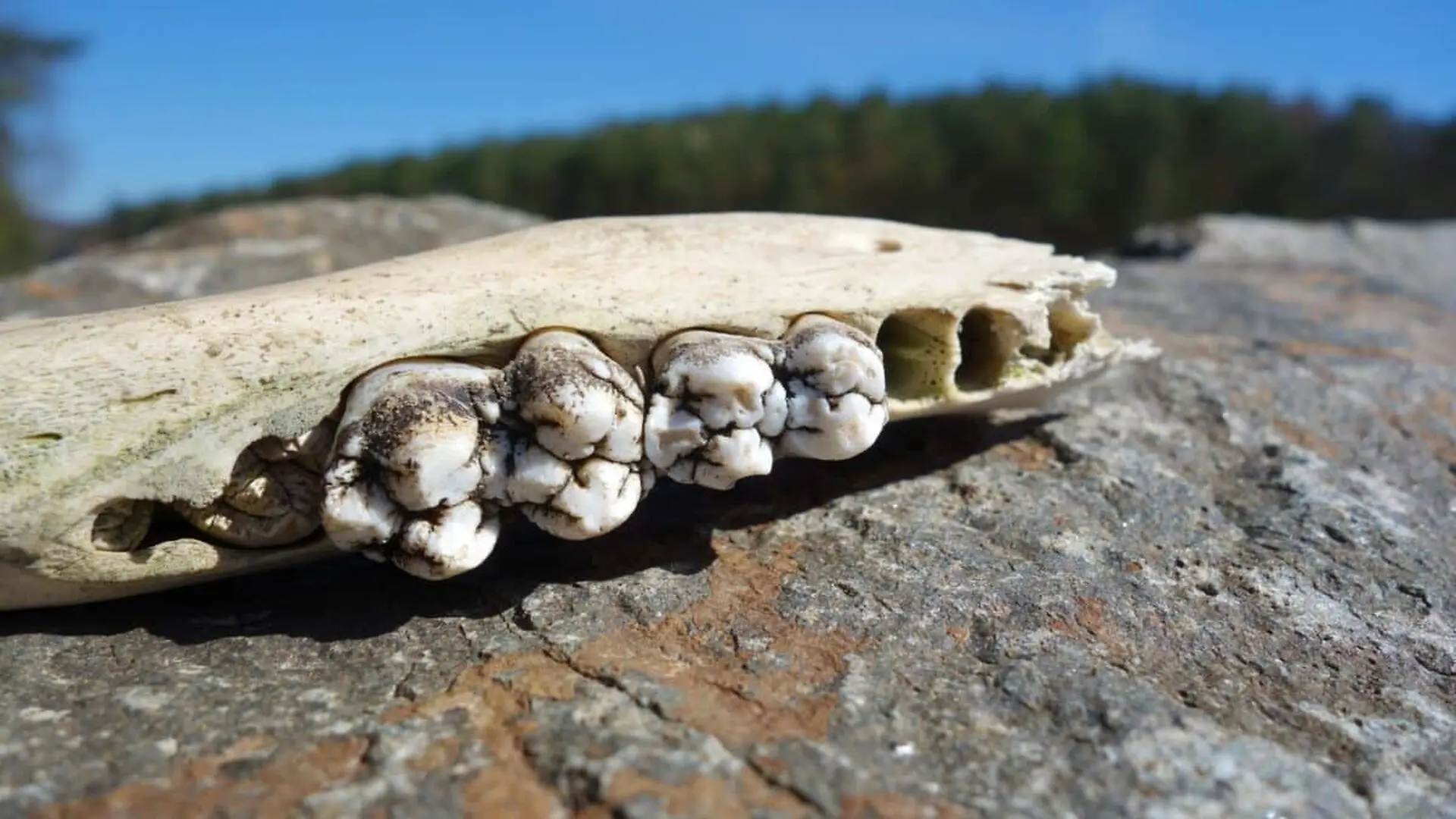 This Tiny 30 Gram Fossil Animal Lived 18 Million Years Ago And Changed What Scientists Knew About The Marsupial Family Tree Scaled