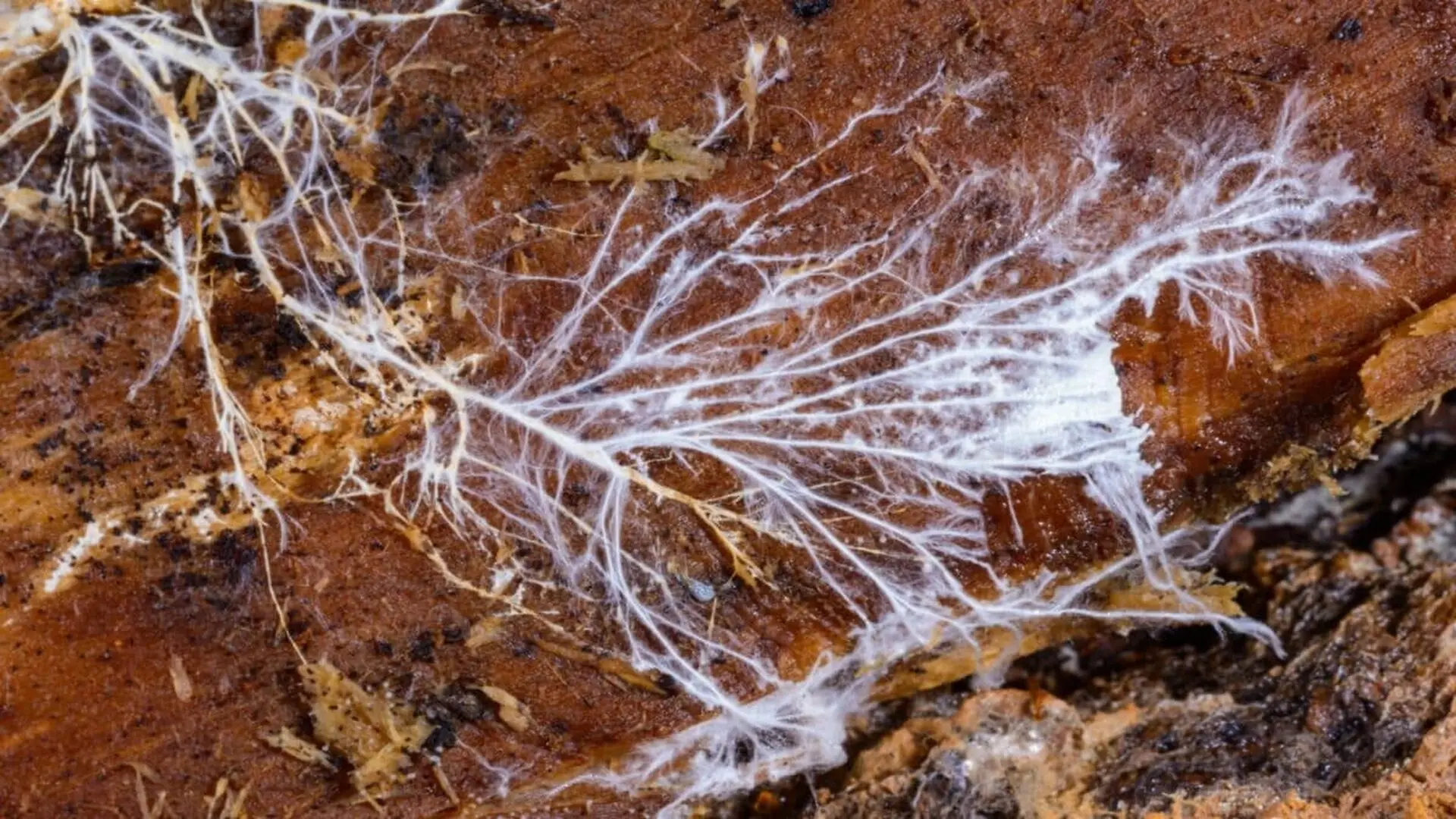 Fungi Found In One Of Earths Most Unexpected Habitats Deep Inside A 350 Million Year Old Rock Formation Scaled