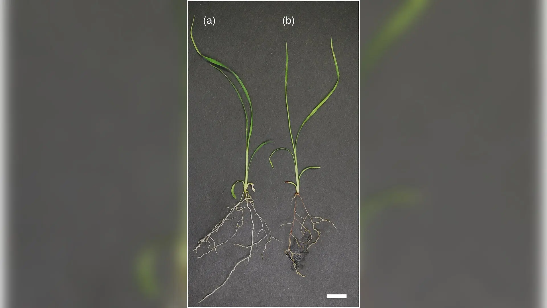Hidden Root Fungus Helps Grass Survive Toxic Mine Soil Through Heat-Triggered Defenses
