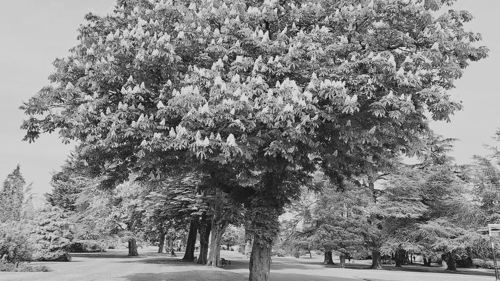 The Chestnut Tree Was Once Everywhere In America Then It Almost Disappeared Scaled 1