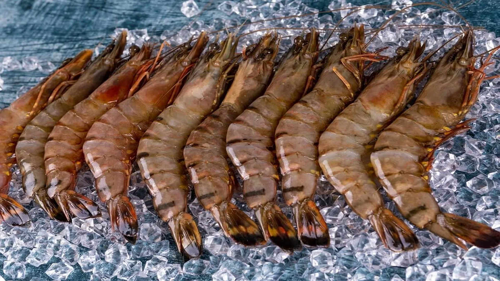 Understanding the Palaemon Prawn Reproductive System: Anatomy and Function.