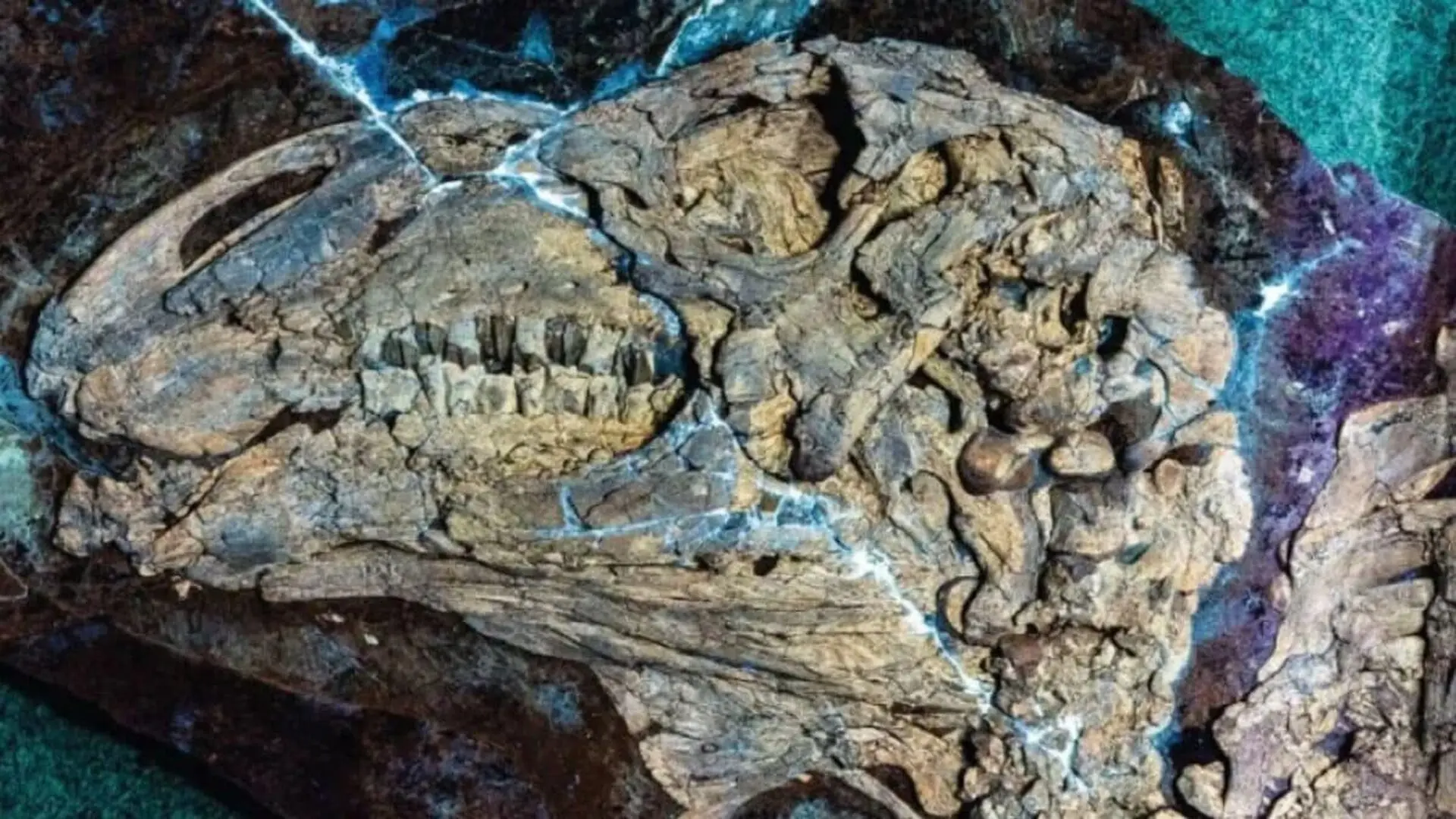 A Baby Dinosaur Fossil In China Just Revealed A Body Feature No Dinosaur Was Known To Have Scaled