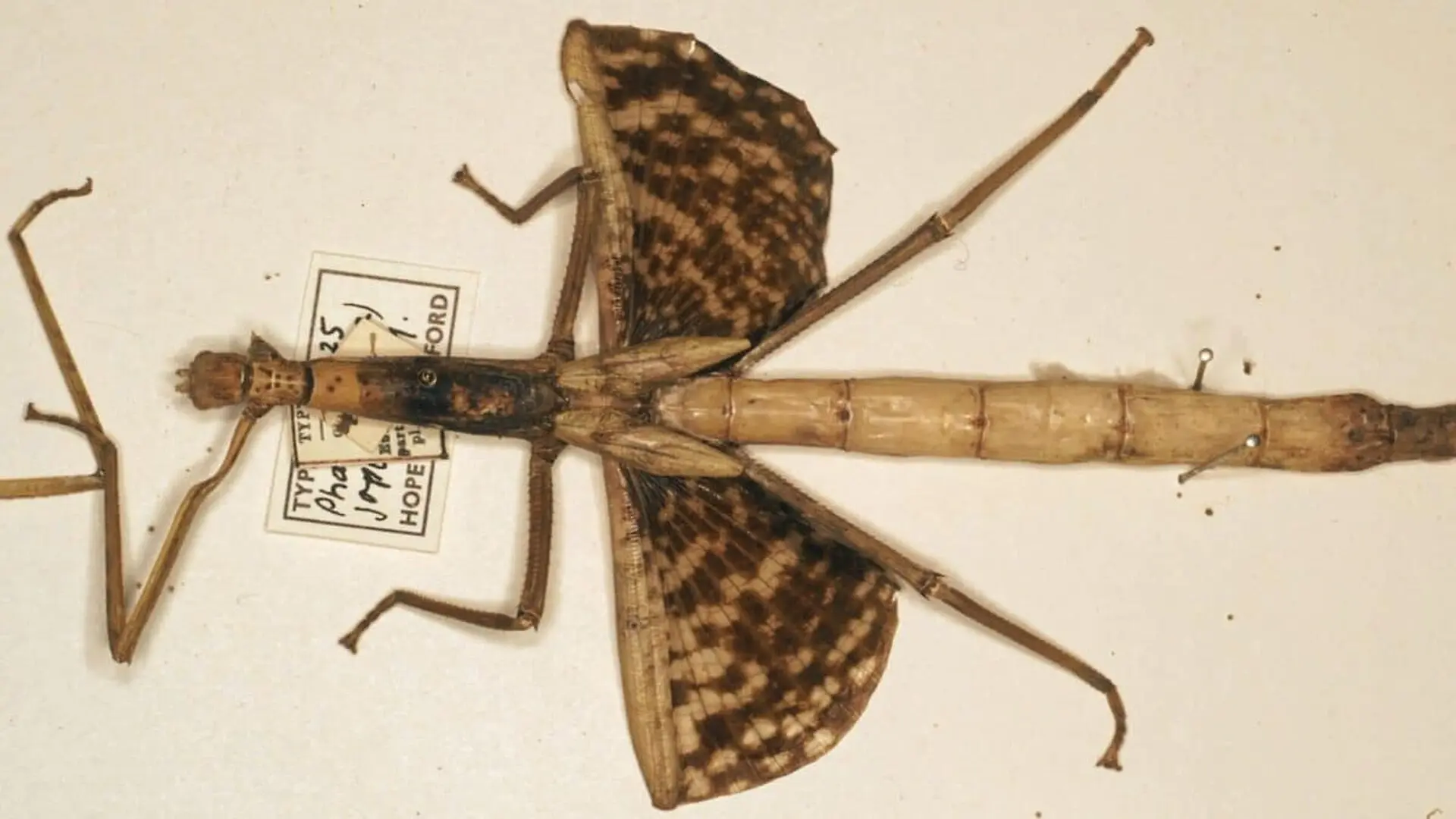 A Well Known Australian Insect Wasnt What Scientists Thought It Was Scaled