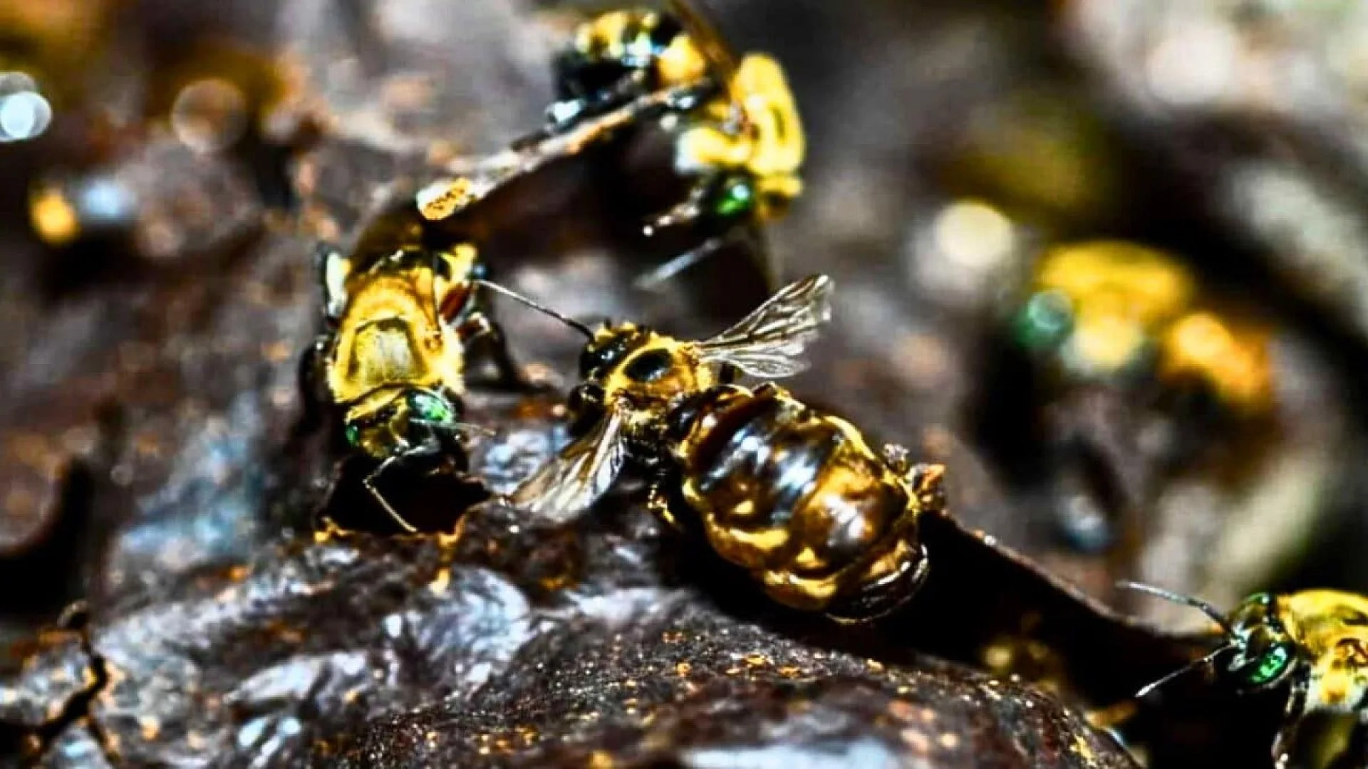 A Country Has Recognized Insects Right To Live And Thrive Scaled