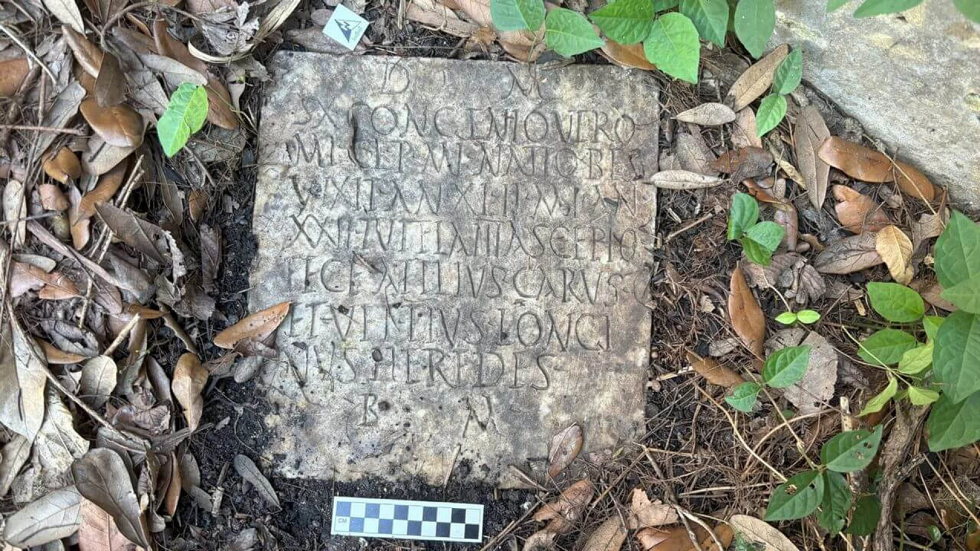 A weathered marble Roman funerary slab half-buried in soil and leaf litter in a New Orleans backyard, featuring a clear Latin inscription and an archaeological scale bar for measurement.