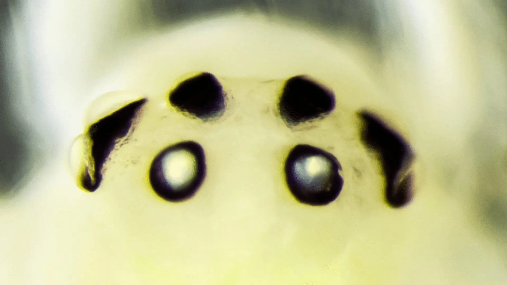 A Smiling Spider Hidden In The Himalayas Is Rewriting A 100 Year Scientific Mystery Scaled