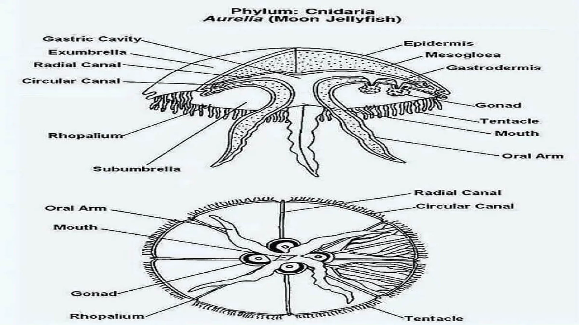 Aurelia: Gastro Vascular System and Nutrition