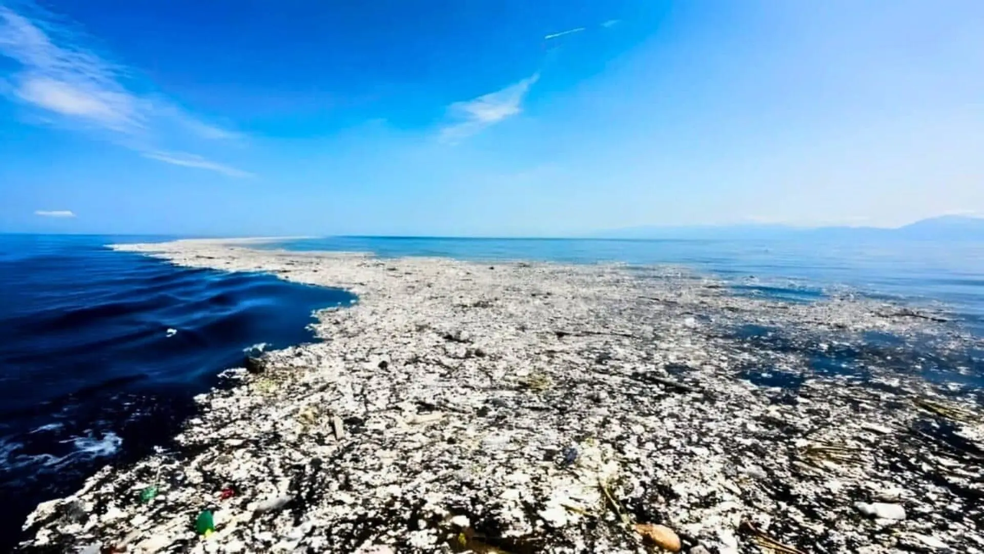 Coastal Creatures Are Thriving On The Great Pacific Garbage Patch Scaled