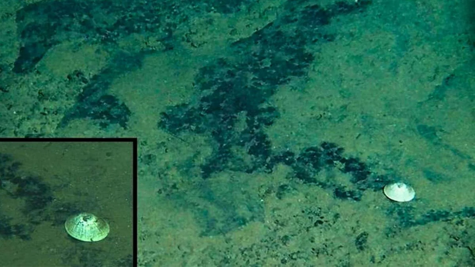 Scientists Just Found A New Animal In The Pacifics Deep Sea Abyss Scaled
