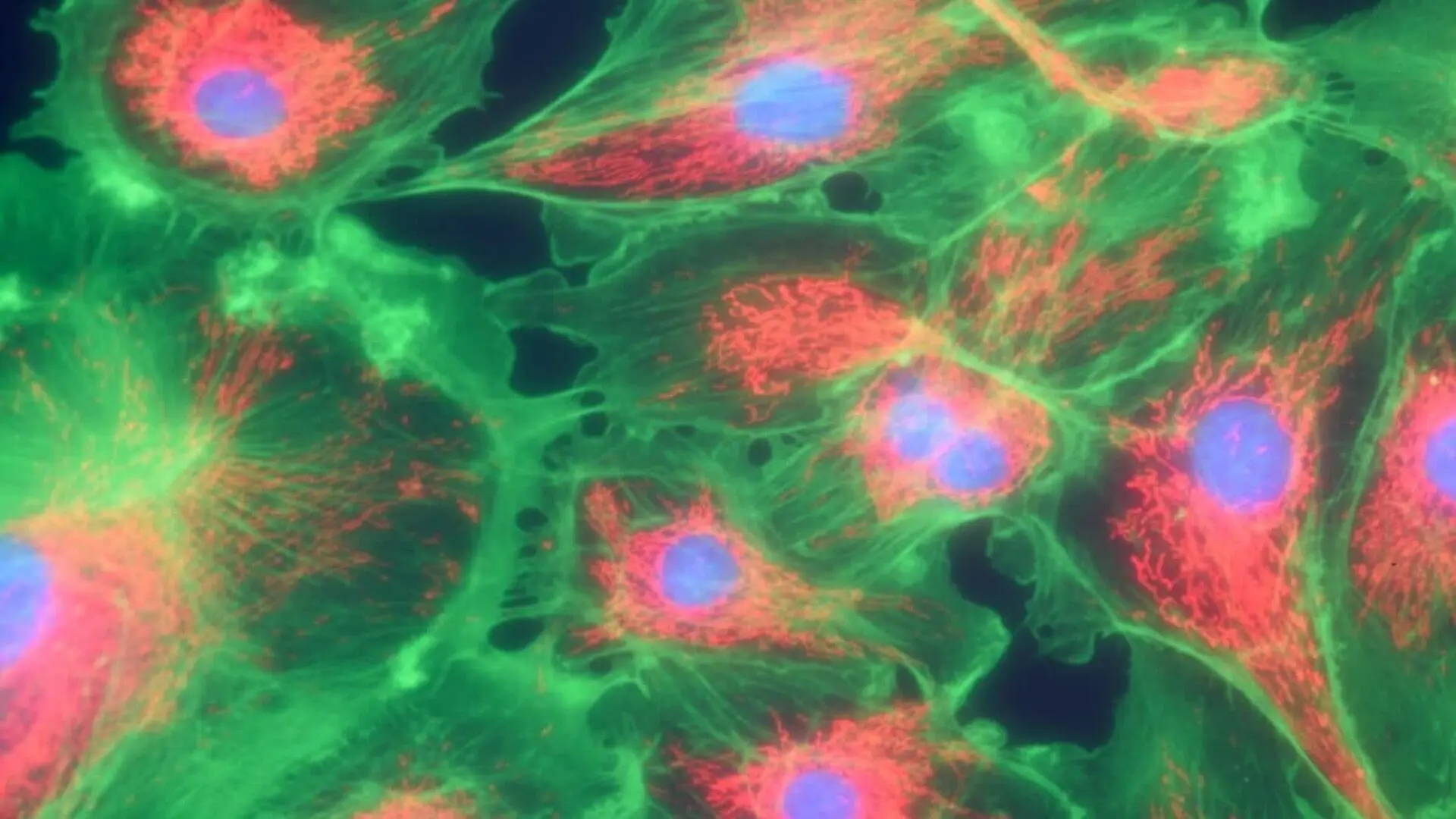 The Hidden Switch Inside Your Cells That Controls How Fast You Age Scaled