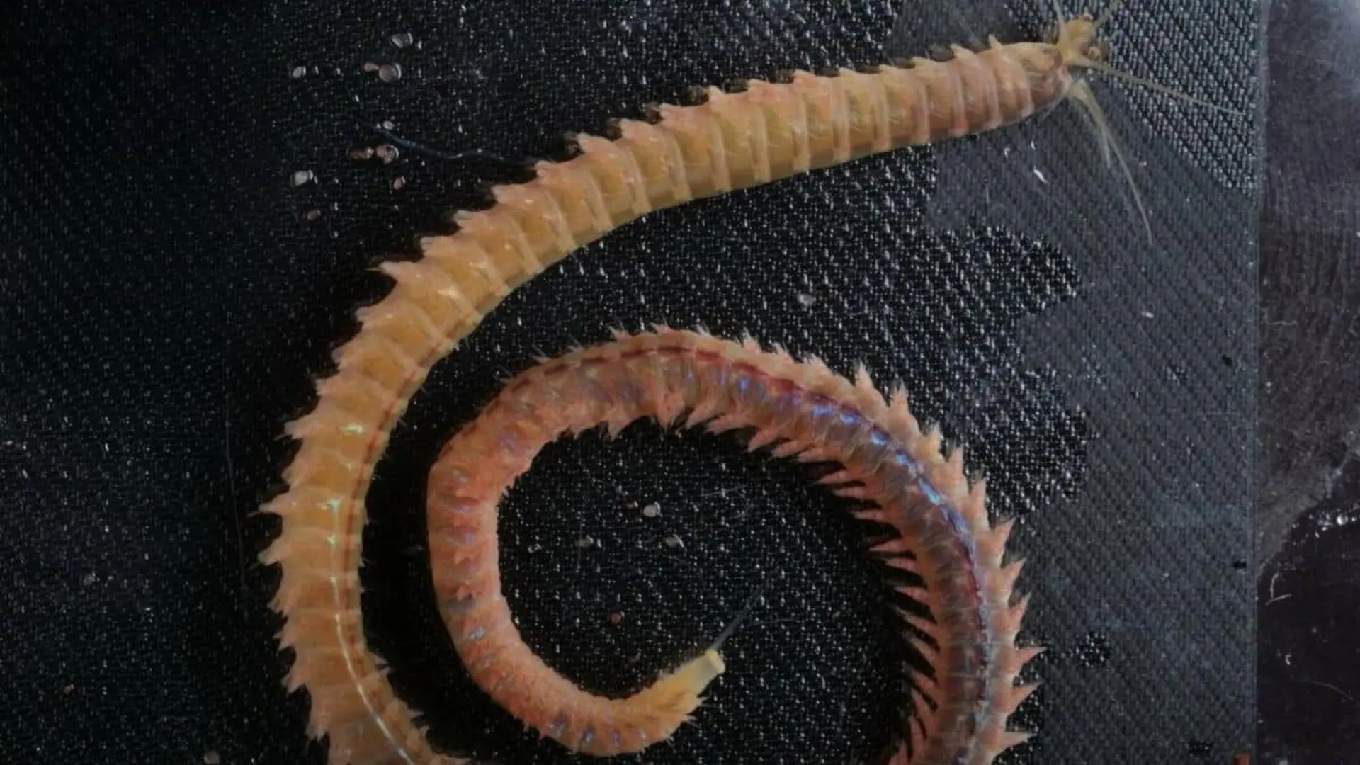 This Ancient Sea Worm Contains A Material Unlike Anything Researchers Have Identified Before Scaled