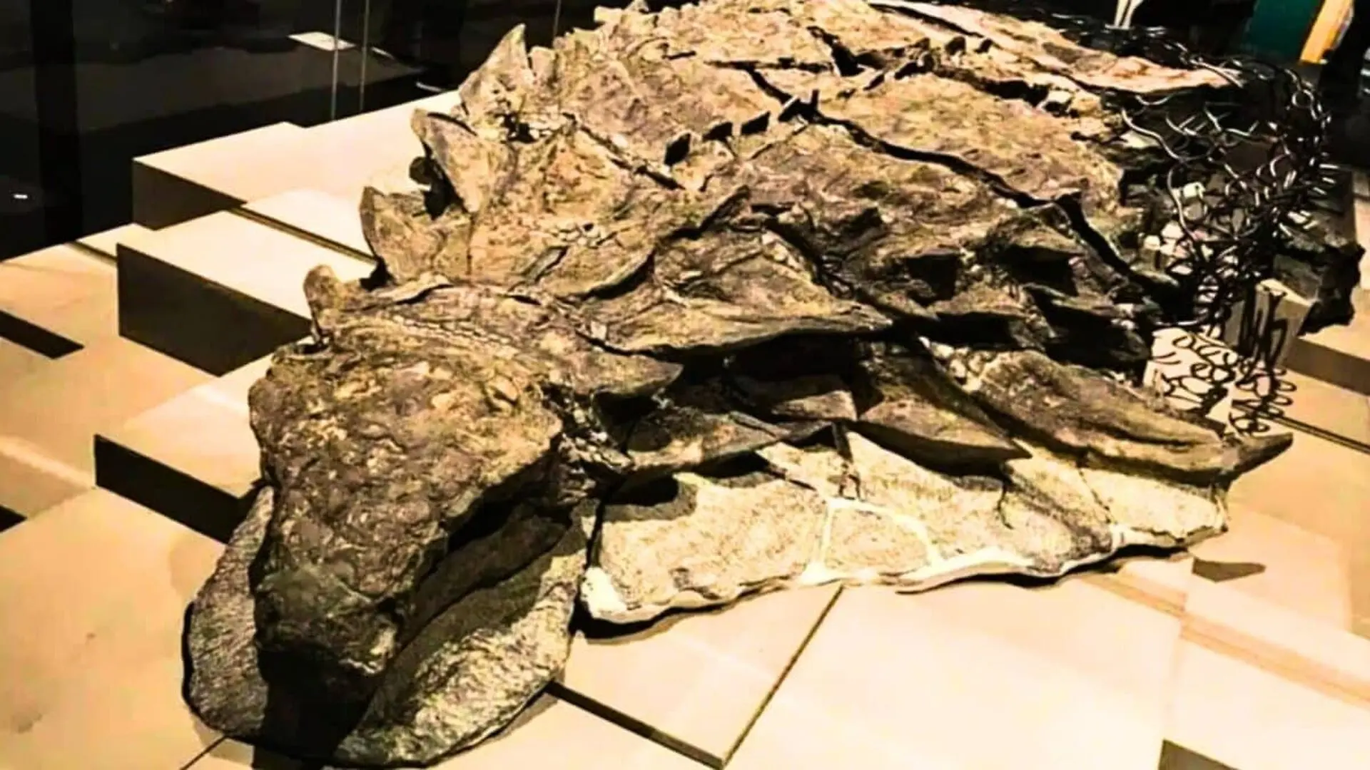 This 110 Million Year Old Dinosaur Fossil Still Preserves Skin Scaled