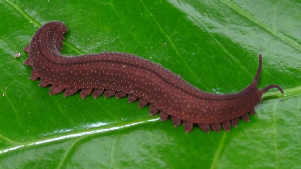 Onychophora (Peripatus): Structure and Affinities.