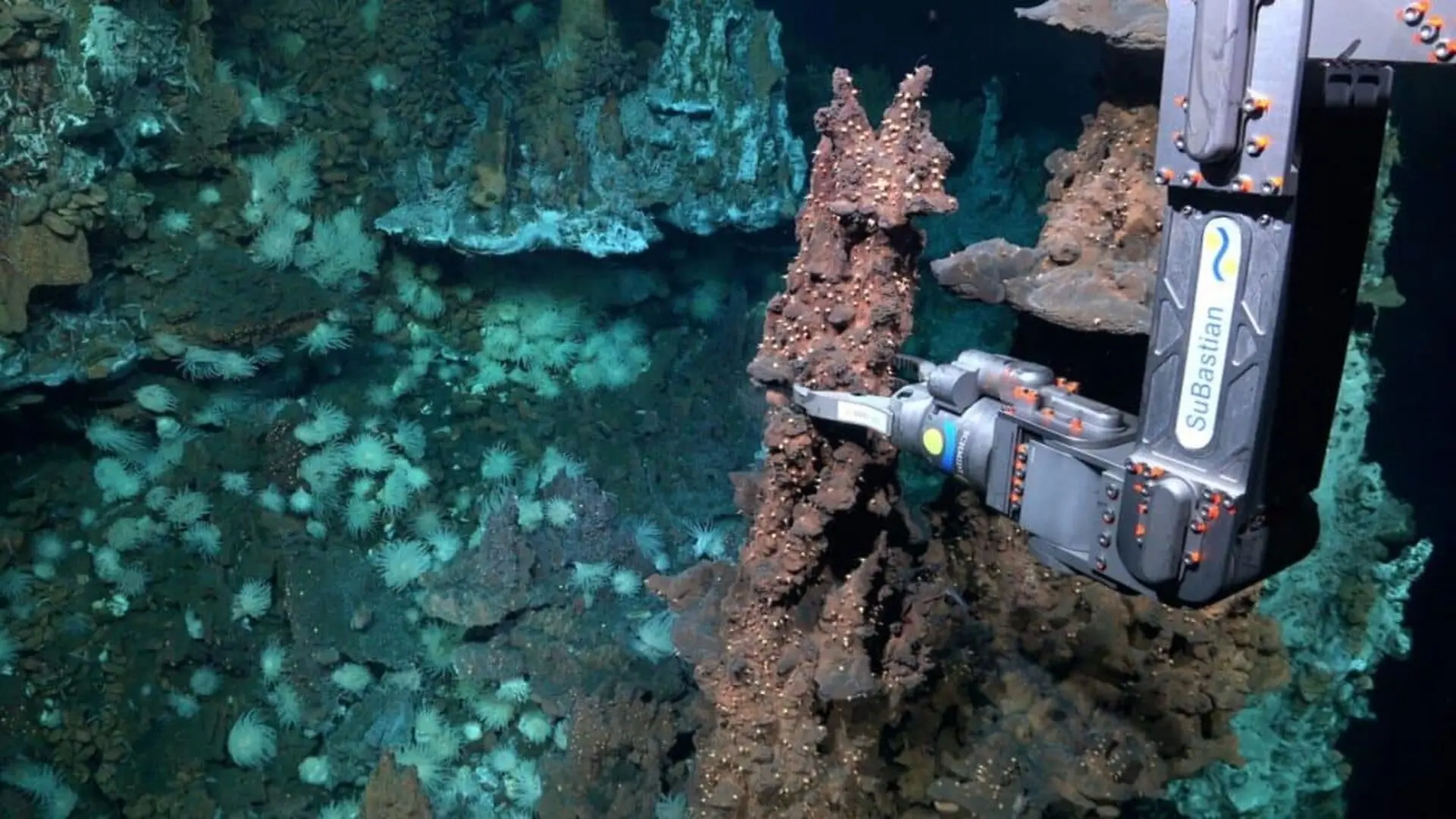 During An Expedition Scientists Filmed This Transparent Headed Fish For The First Time 710 Meters Beneath The Atlantic Scaled