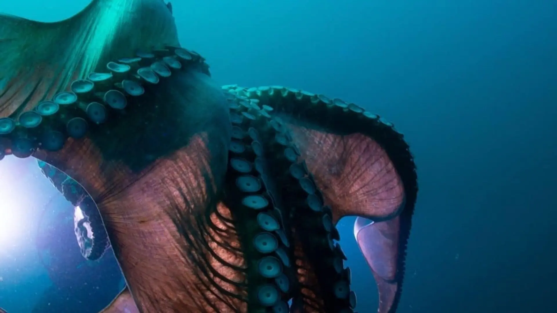 Scientists Found A 160 Million Year Old Squid So Fat It Broke Every Record And Only Two Fossils Exist Scaled 1
