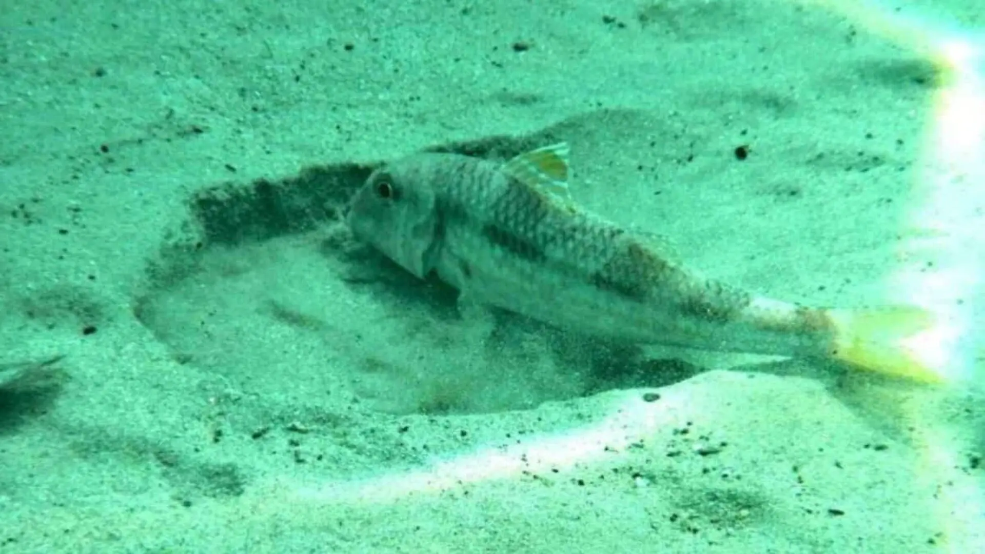 Scientists Discovered The Earliest Fossil Evidence Of Deep Sea Vertebrates Hidden In Ancient Italian Rocks Scaled