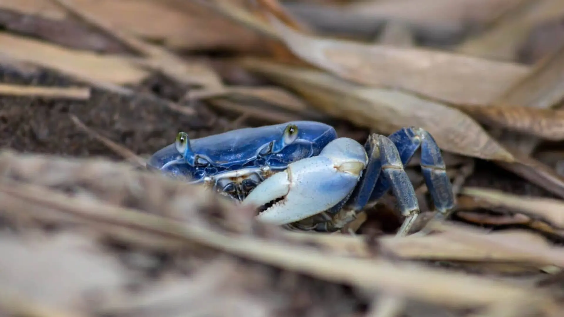 The Blue Land Crab Emerges Through The Dry Leaves On Colombias Caribbean Coast During The Day Scaled