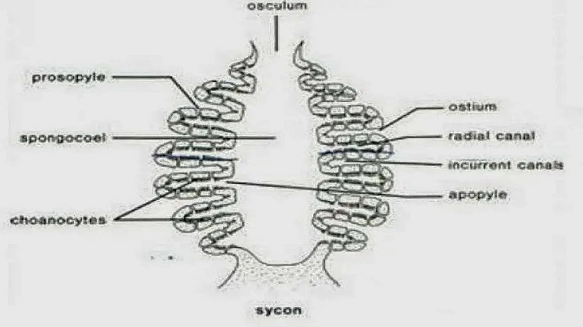 Canal System in Sycon (Sponge).