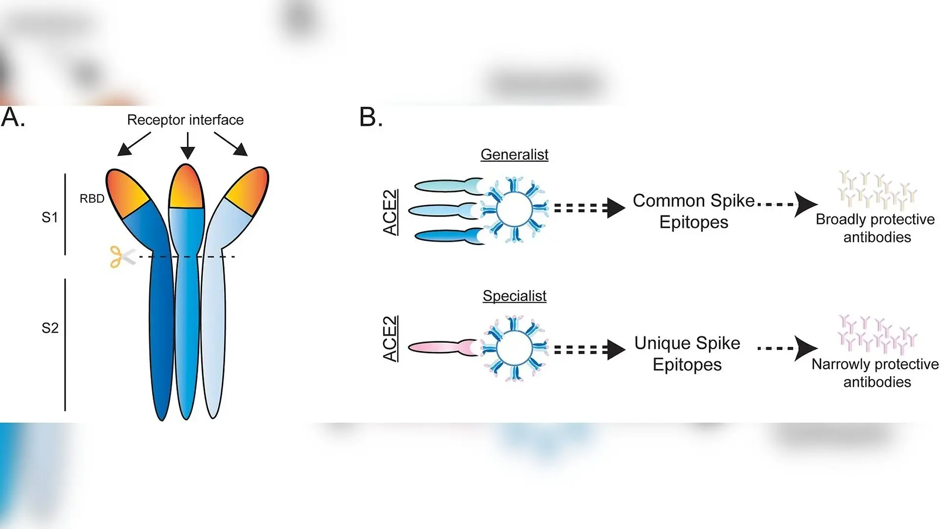 Bat Coronaviruses Forced to Wear Common Disguise That Exposes Them to Human Antibodies
